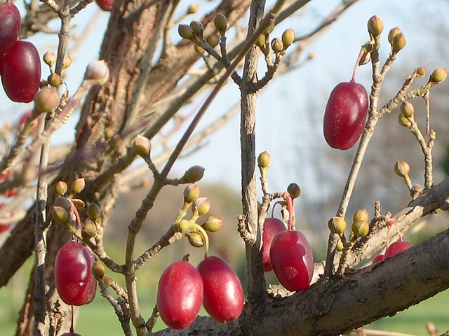 Cornus officinalis Siebold & Zucc. : fruits m�rs en automne