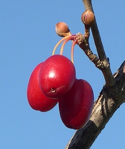 Cornus officinalis Siebold & Zucc. : fruits