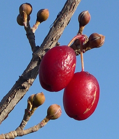 Cornus officinalis Siebold & Zucc. : fruits commen�ant � se fl�trir (perte d'acidit�)