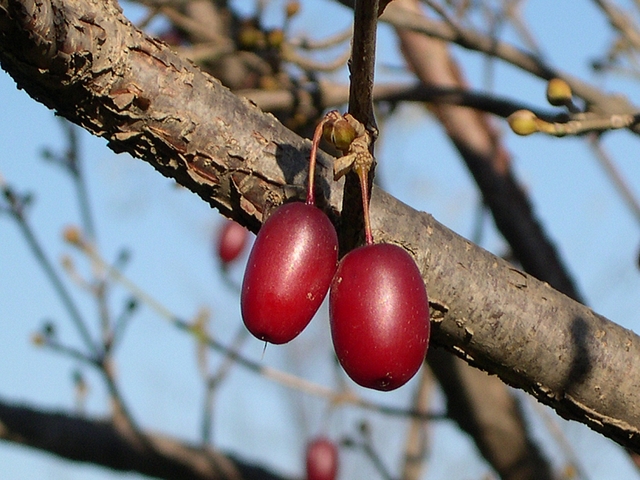 Cornus officinalis Siebold & Zucc. : fruits m�rs (couleur rouge fonc�)