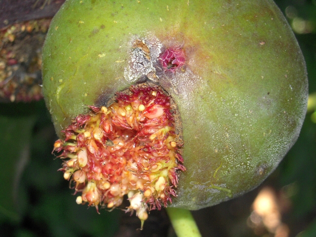 Ficus carica : ouverture anormale du sycone avec surface irr�guli�re � proximit� de l'ostiole