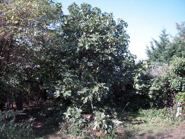 Ficus carica : figuier pr�sentant l'�trange ph�nom�ne