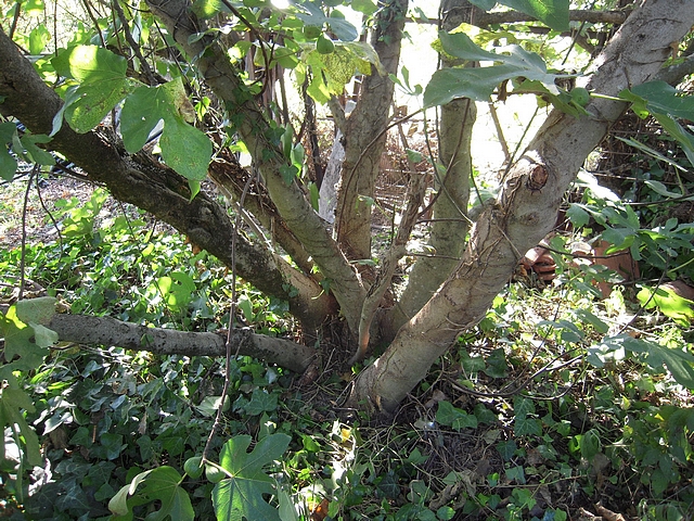 Ficus carica : c�p�e de figuier compos�e de huit troncs