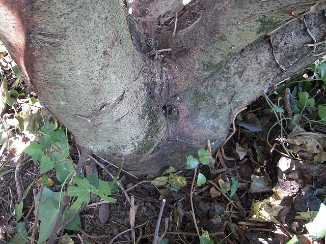 Ficus carica : base d'un figuier en c�p�e 