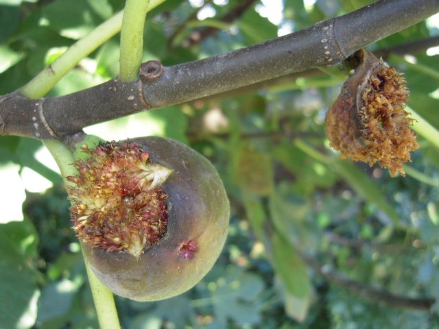 Ficus carica : figue m�re avec deux d�chirures lat�rales sur le pourtour de la malformation