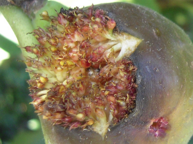 Ficus carica : figue m�re avec deux d�chirures lat�rales sur le pourtour de la malformation