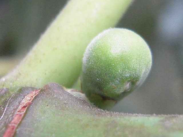 Ficus carica : figue en d�but de formation pr�sentant une excroissance au niveau de l'apex