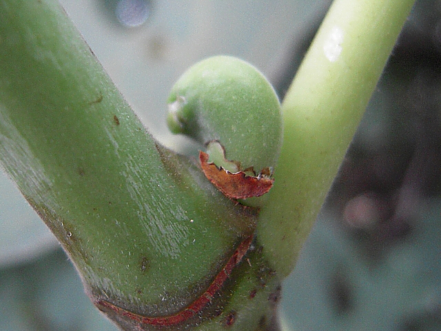 Ficus carica : figue en d�but de formation pr�sentant une excroissance au niveau de l'apex
