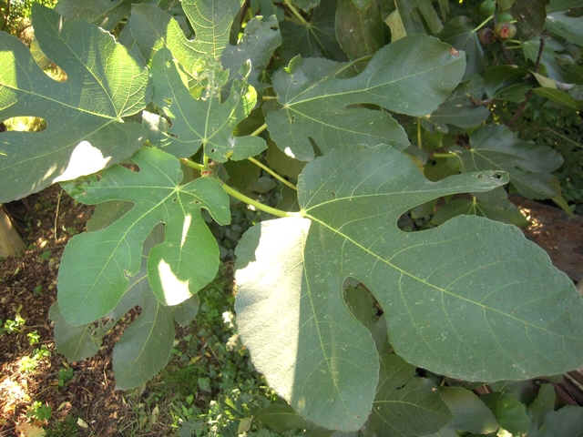 Ficus carica : feuilles trilob�es et pentalob�es