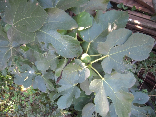 Ficus carica : feuilles pentalob�es