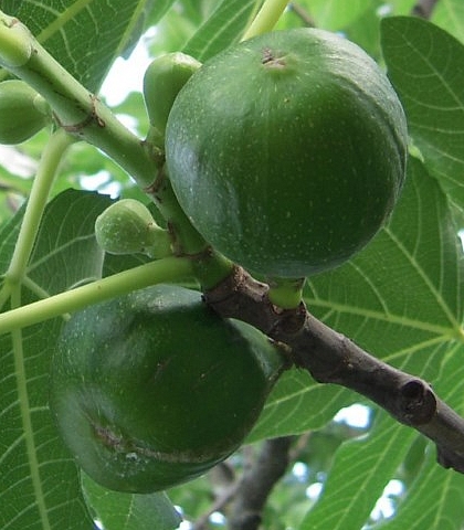 Ficus carica : figue fleur pr�sentant un sillon de surface blanch�tre partant de l'ostiole