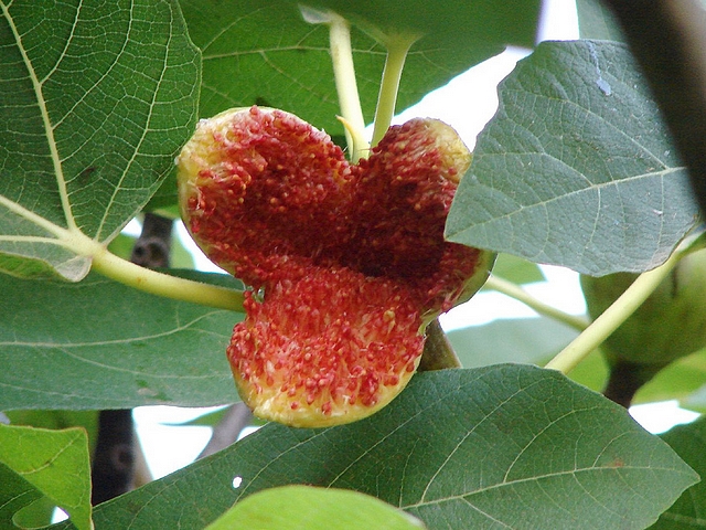Ficus carica : figue �clat�e (exc�s d'eau)