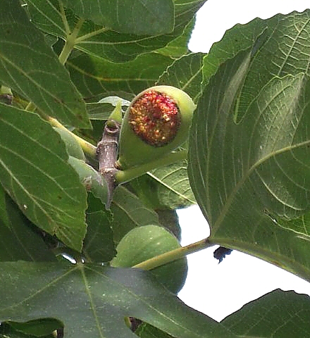 Ficus carica : figue incompl�tement ferm�e