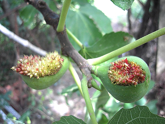 Ficus carica : figues incompl�tement ferm�es
