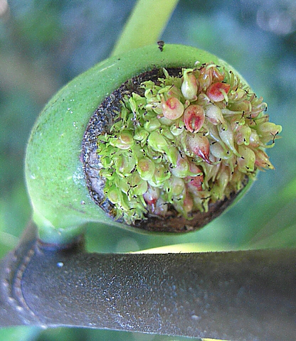 Ficus carica : pourtour de l'ouverture du sycone des figues malform�es