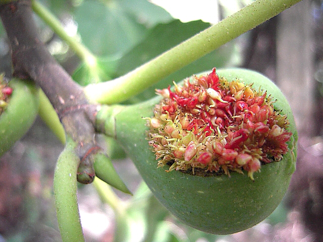 Ficus carica : ouverture anormale du sycone et infrutescence � ciel ouvert
