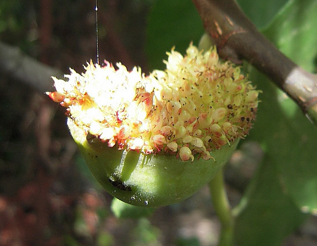 Ficus carica : sycone tr�s largement ouvert, mais ostiole bien form�