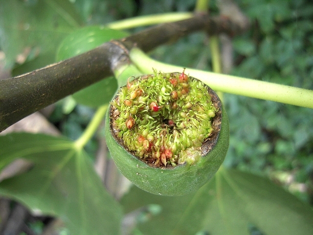 Ficus carica : sycone ouvert pratiquement sur la moiti�, avec ostiole incompl�tement form�