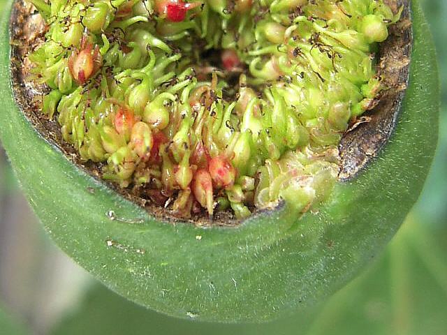 Ficus carica : sycone ouvert sur la moiti�, avec ostiole incompl�tement form�