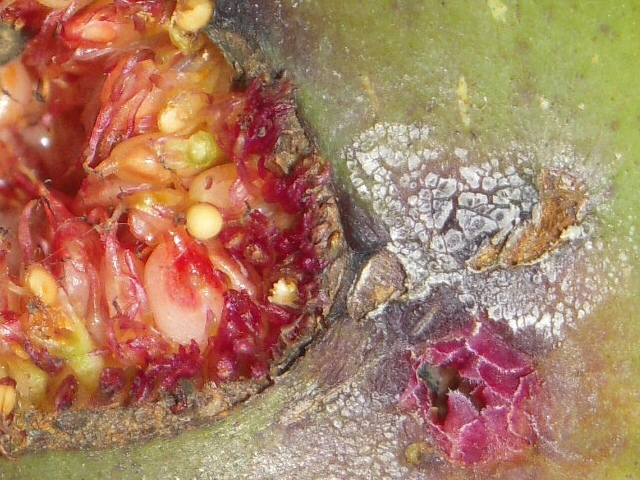 Ficus carica : ouverture anormale du sycone et zone de l'ostiole avec particularit�s