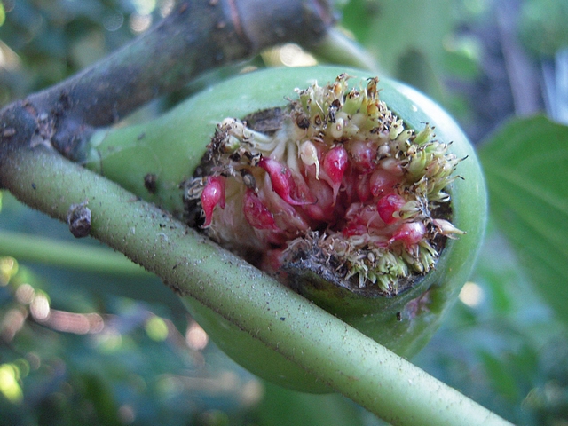 Ficus carica : ouverture anormale du sycone avec pourtour cintr� et rompu
