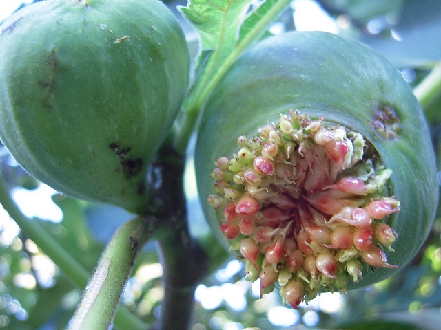 Ficus carica : ouverture anormale du sycone avec pourtour cintr�