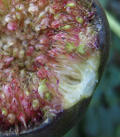 Ficus carica : figue m�re avec une d�chirure au niveau de l'ostiole