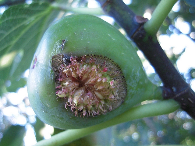 Ficus carica : ouverture anormale du sycone avec pourtour irr�gulier