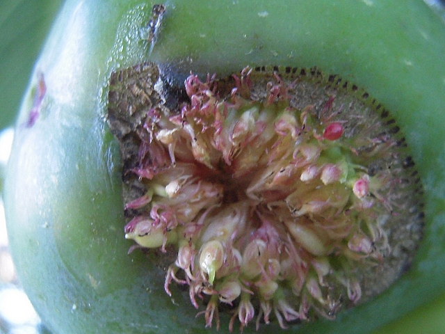 Ficus carica : ouverture anormale du sycone avec d�formation et craquelures en extr�mit� de l'ouverture