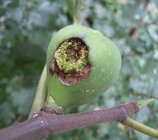 Ficus carica : ouverture anormale du sycone avec pourtour irr�gulier