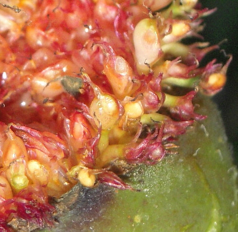Ficus carica : infrutescence � ciel ouvert (ouverture anormale du sycone)