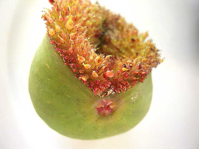 Ficus carica : ouverture anormale du sycone et infrutescence � ciel ouvert