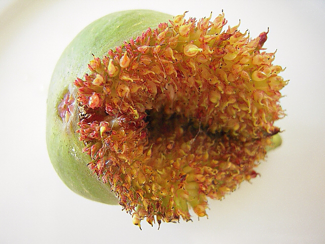 Ficus carica : ouverture du sycone et infrutescence � ciel ouvert