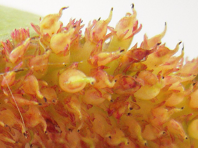 Ficus carica : infrutescence � ciel ouvert (ouverture anormale du sycone)