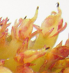 Ficus carica : d�tail de fruits � ciel ouvert (ouverture anormale du sycone)