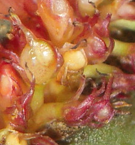 Ficus carica : d�tail de fruits � ciel ouvert (ouverture anormale du sycone)