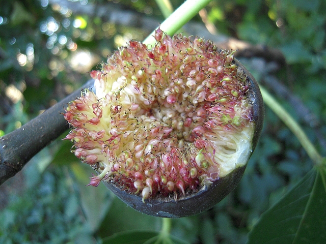 Ficus carica : figue m�re avec une d�chirure au niveau de l'ostiole