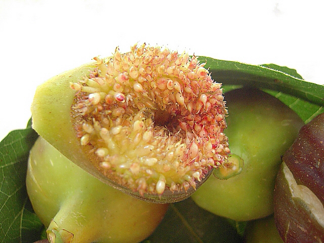 Ficus carica : figue avec sycone grand ouvert parvenue � maturit�