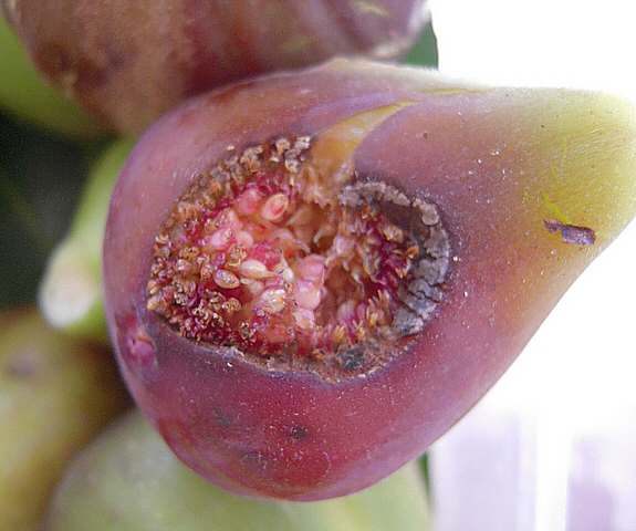Ficus carica : figue avec ouverture du sycone parvenue � maturit�