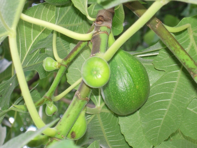 Ficus carica : figues en formation, dont deux avec zones noir�tres