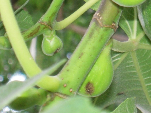 Ficus carica : figues en formation avec zones noir�tres au niveau de l'ostiole ou � sa proximit�