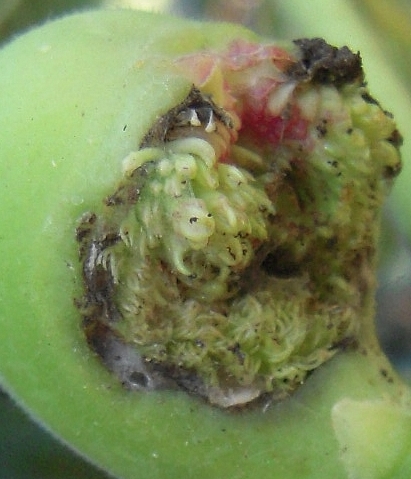 Ficus carica : figue de 2 cm avec ouverture anormale du sycone