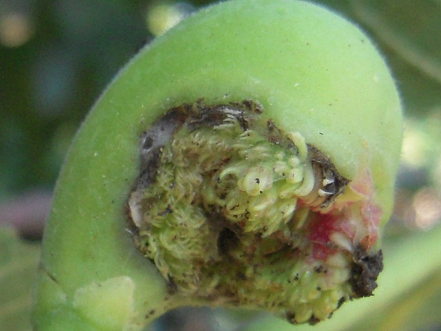 Ficus carica : figue de 2 cm avec ouverture anormale du sycone
