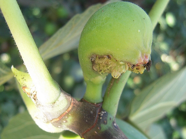 Ficus carica : figue de 2 cm avec ouverture anormale du sycone