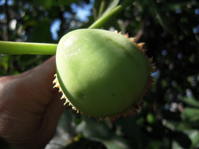 Ficus carica : figue de 3 cm avec tr�s large ouverture du sycone