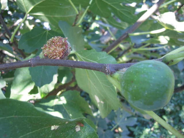Ficus carica : figue de 2 cm avec ouverture du sycone � 180 �, en surmaturit�