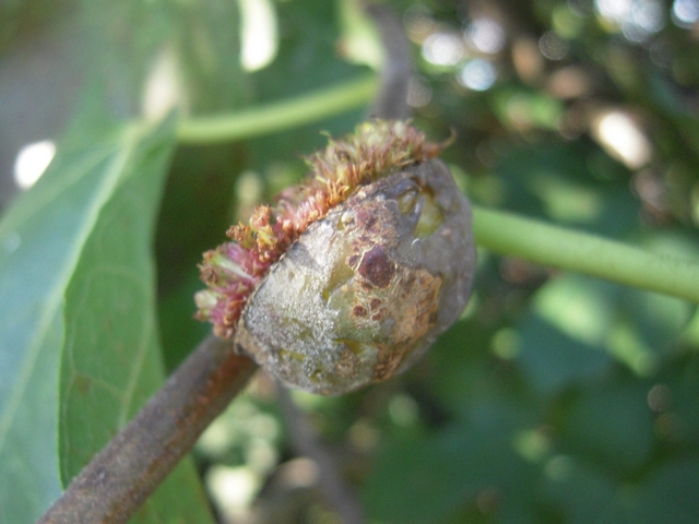 Ficus carica : figue de 2 cm avec ouverture du sycone � 180 �, en surmaturit�