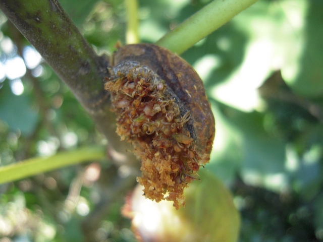 Ficus carica : figue de 2 cm avec ouverture du sycone � 180 �, en surmaturit�