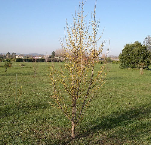 Cornus mas L. : cultivar 'Large Russian' en fleurs