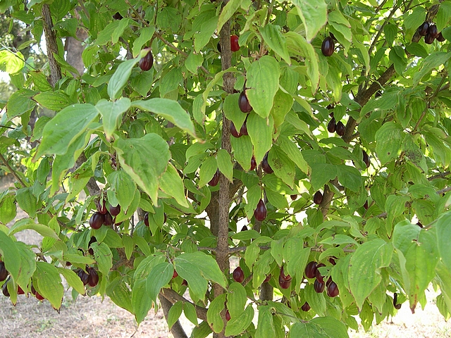 Cornus mas L. : fructification du cultivar 'Large Russian'